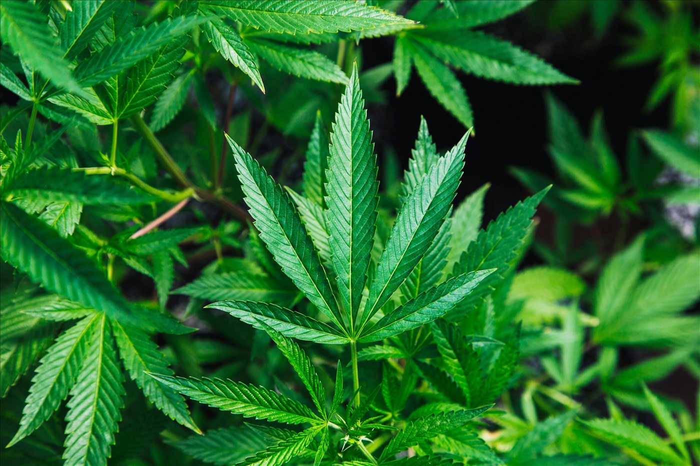 Close-up of healthy cannabis fan leaves in a controlled-environment cultivation facility